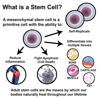 stem-cell-img